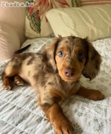 Sausage dwarf dachshund puppies for sale