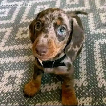 Sausage dwarf dachshund puppies for sale