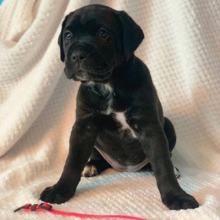 Cane Corso