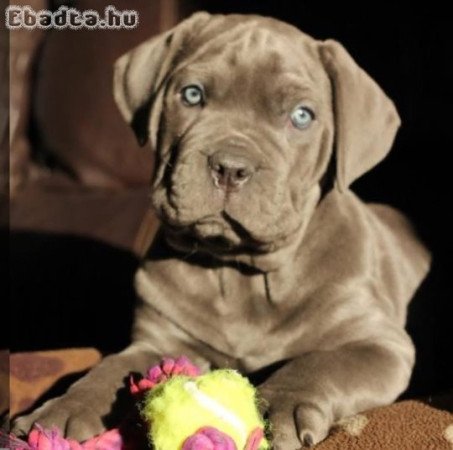 Cane corso ready for new homes