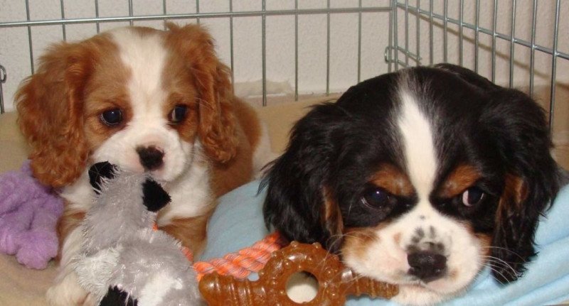 Cavalier King Charles spániel