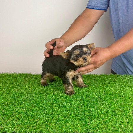 Törzskönyves Yorkshire terrier Yorki kiskutya