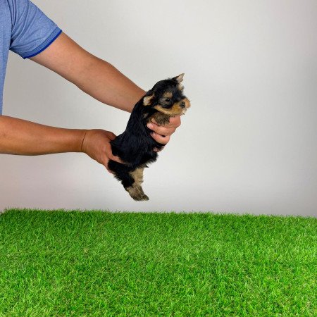 Törzskönyves Yorkshire terrier Yorki kiskutya