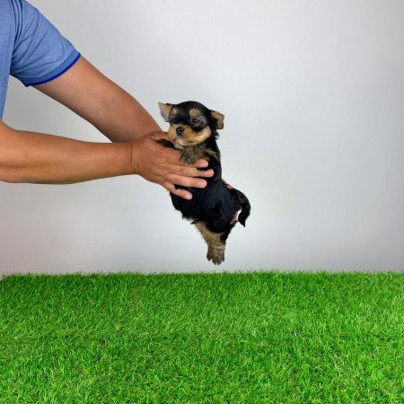 Törzskönyves Yorkshire terrier Yorki kiskutya