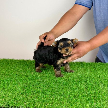 Törzskönyves Yorkshire terrier Yorki kiskutya
