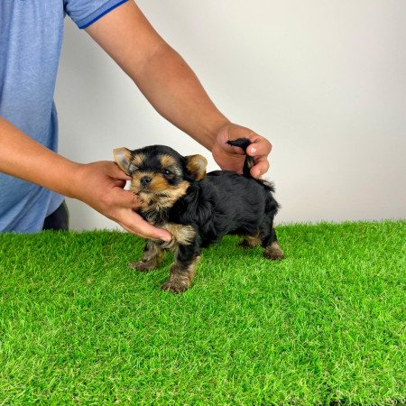 Törzskönyves Yorkshire terrier Yorki kiskutya