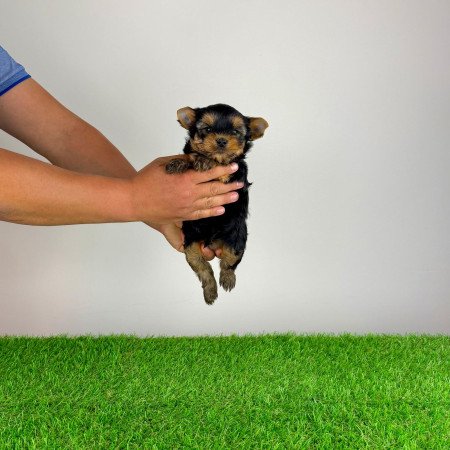 Törzskönyves Yorkshire terrier Yorki kiskutya