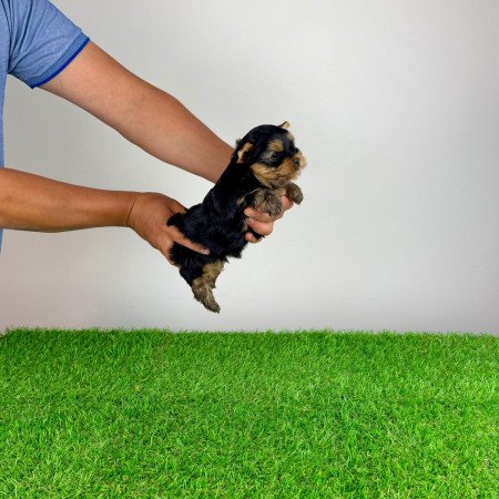 Törzskönyves Yorkshire terrier Yorki kiskutya