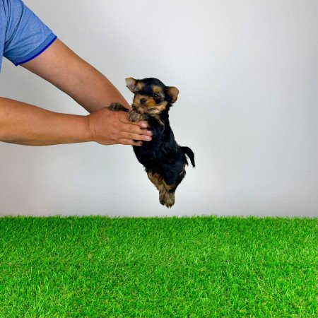 Törzskönyves Yorkshire terrier Yorki kiskutya