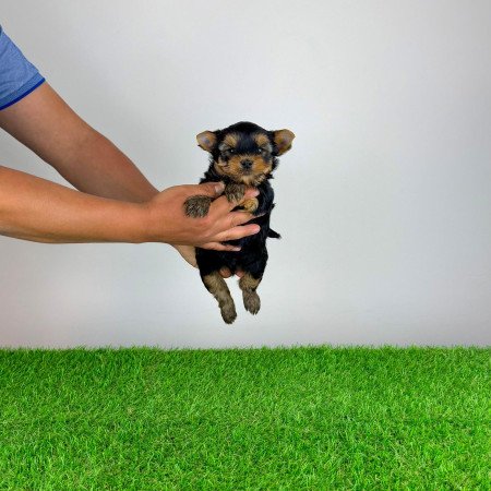 Törzskönyves Yorkshire terrier Yorki kiskutya