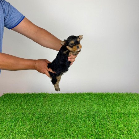Törzskönyves Yorkshire terrier Yorki kiskutya