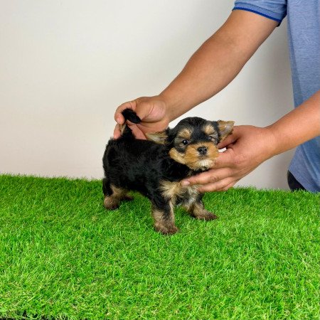 Törzskönyves Yorkshire terrier Yorki kiskutya