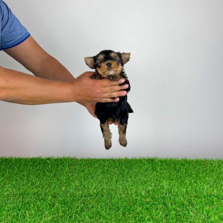 Törzskönyves Yorkshire terrier Yorki kiskutya