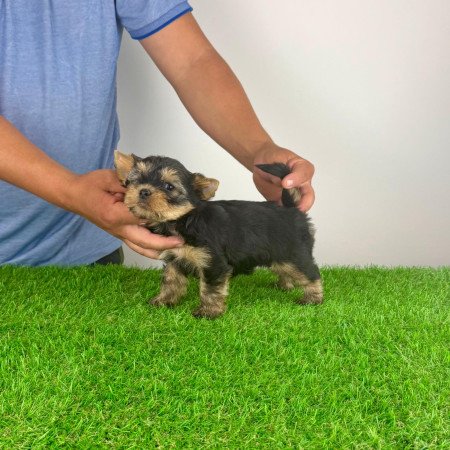 Törzskönyves Yorkshire terrier Yorki kiskutya