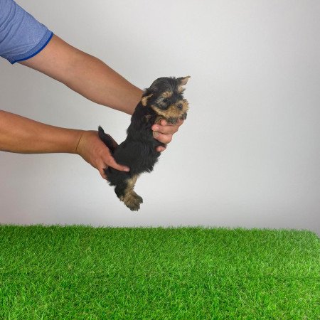 Törzskönyves Yorkshire terrier Yorki kiskutya
