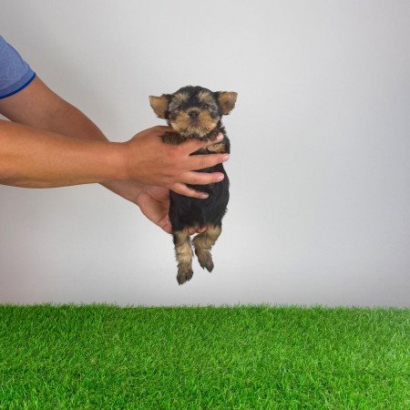 Törzskönyves Yorkshire terrier Yorki kiskutya
