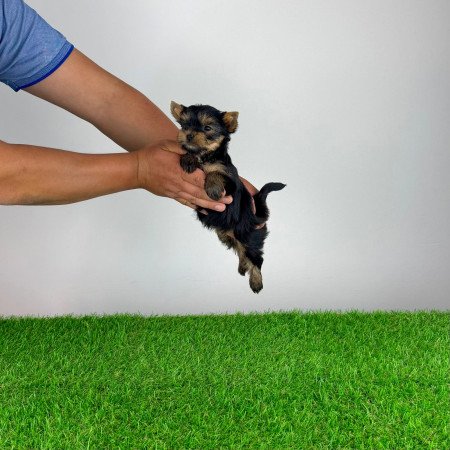 Törzskönyves Yorkshire terrier Yorki kiskutya