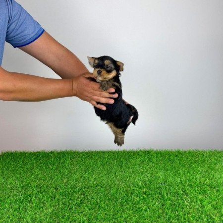 Yorkshire terrier