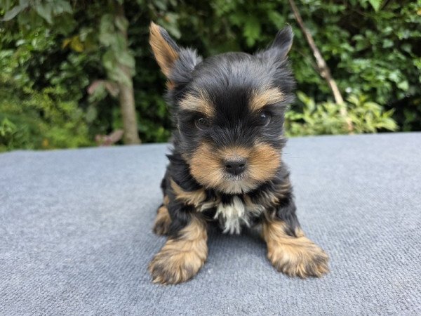 Yorkshire terrier