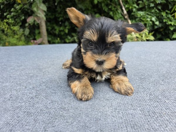 Yorkshire terrier
