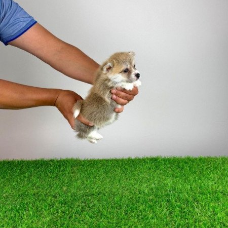 Pembroke Welsh Corgi