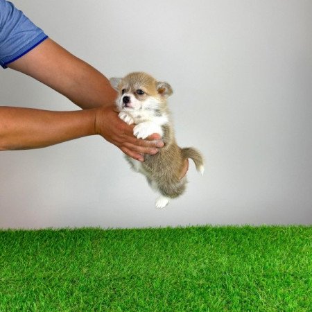 Pembroke Welsh Corgi