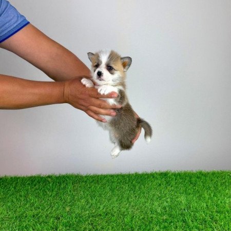 Pembroke Welsh Corgi