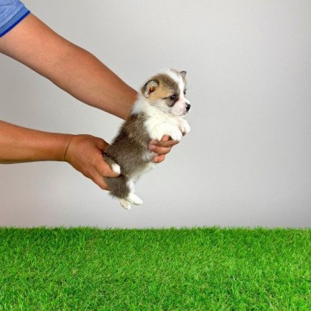Pembroke Welsh Corgi