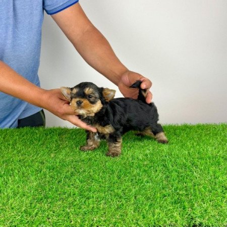 Yorkshire terrier
