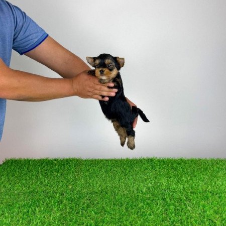 Yorkshire terrier