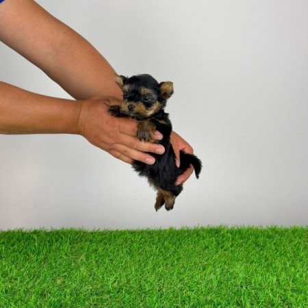 Yorkshire terrier