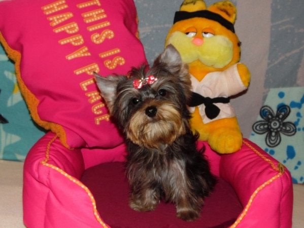 Yorkshire Terrier, Yorki