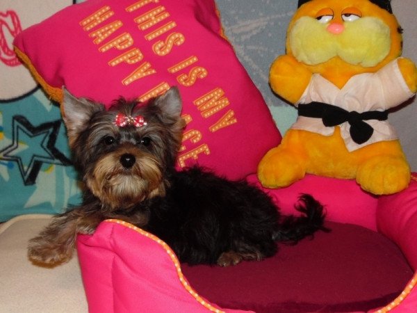 Yorkshire Terrier, Yorki