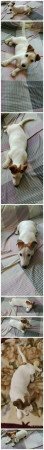Jack Russell terier 06202115757