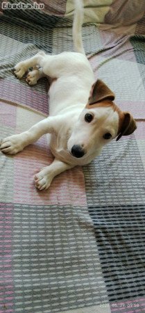 Jack Russell terier 06202115757