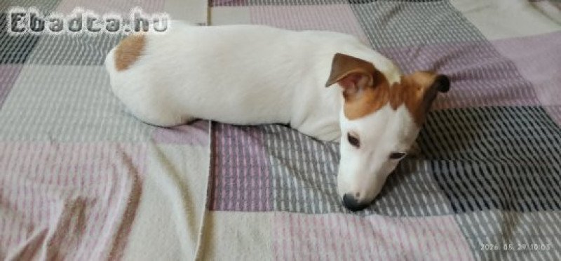 Jack Russell terier 06202115757