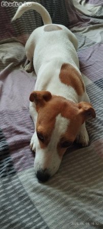 Jack Russell terier 06202115757