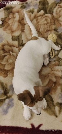 Jack Russell terier 06202115757