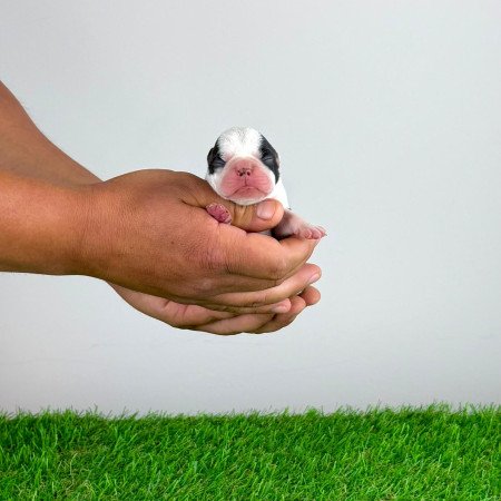 Törzskönyves Boston terrier kiskutya
