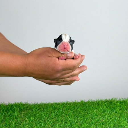 Törzskönyves Boston terrier kiskutya