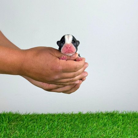 Törzskönyves Boston terrier kiskutya