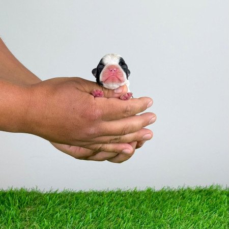 Törzskönyves Boston terrier kiskutya
