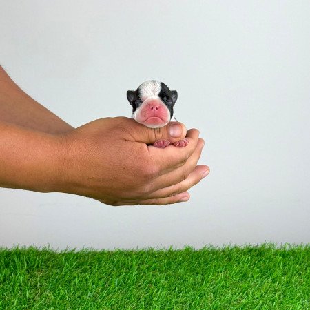 Törzskönyves Boston terrier kiskutya