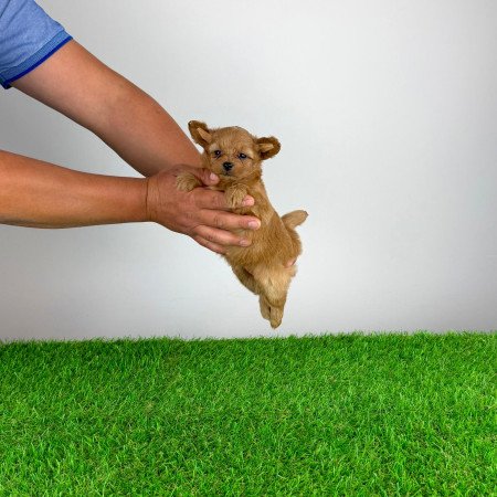 Pomapoo kiskutya