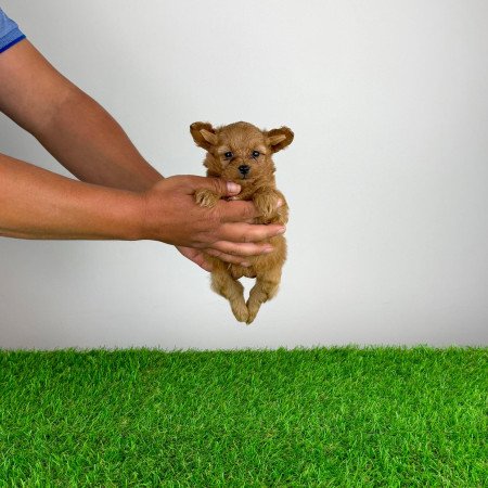 Pomapoo kiskutya