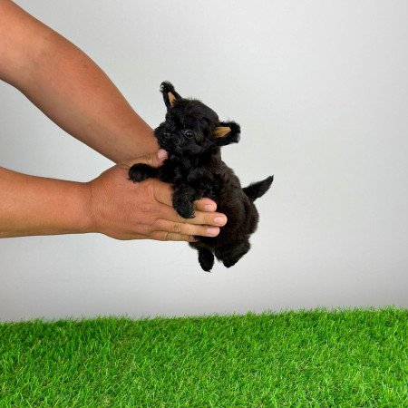 Pomapoo kiskutya