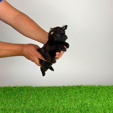 Pomapoo kiskutya