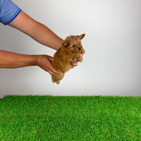 Pomapoo kiskutya