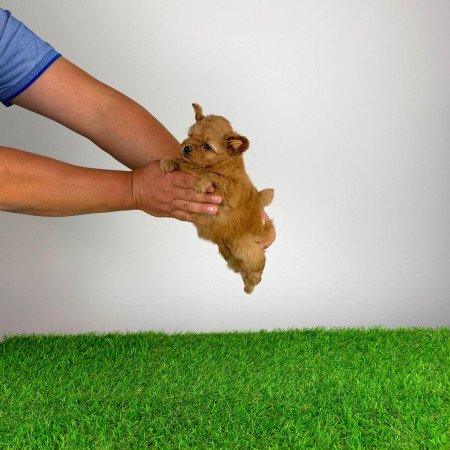 Pomapoo kiskutya