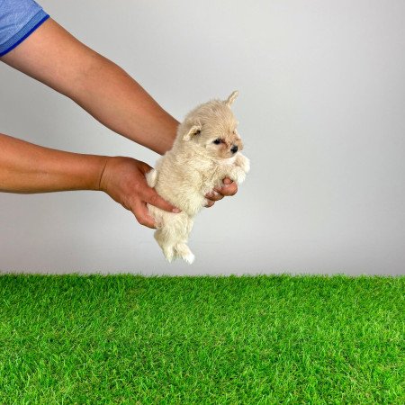 Pomapoo kiskutya